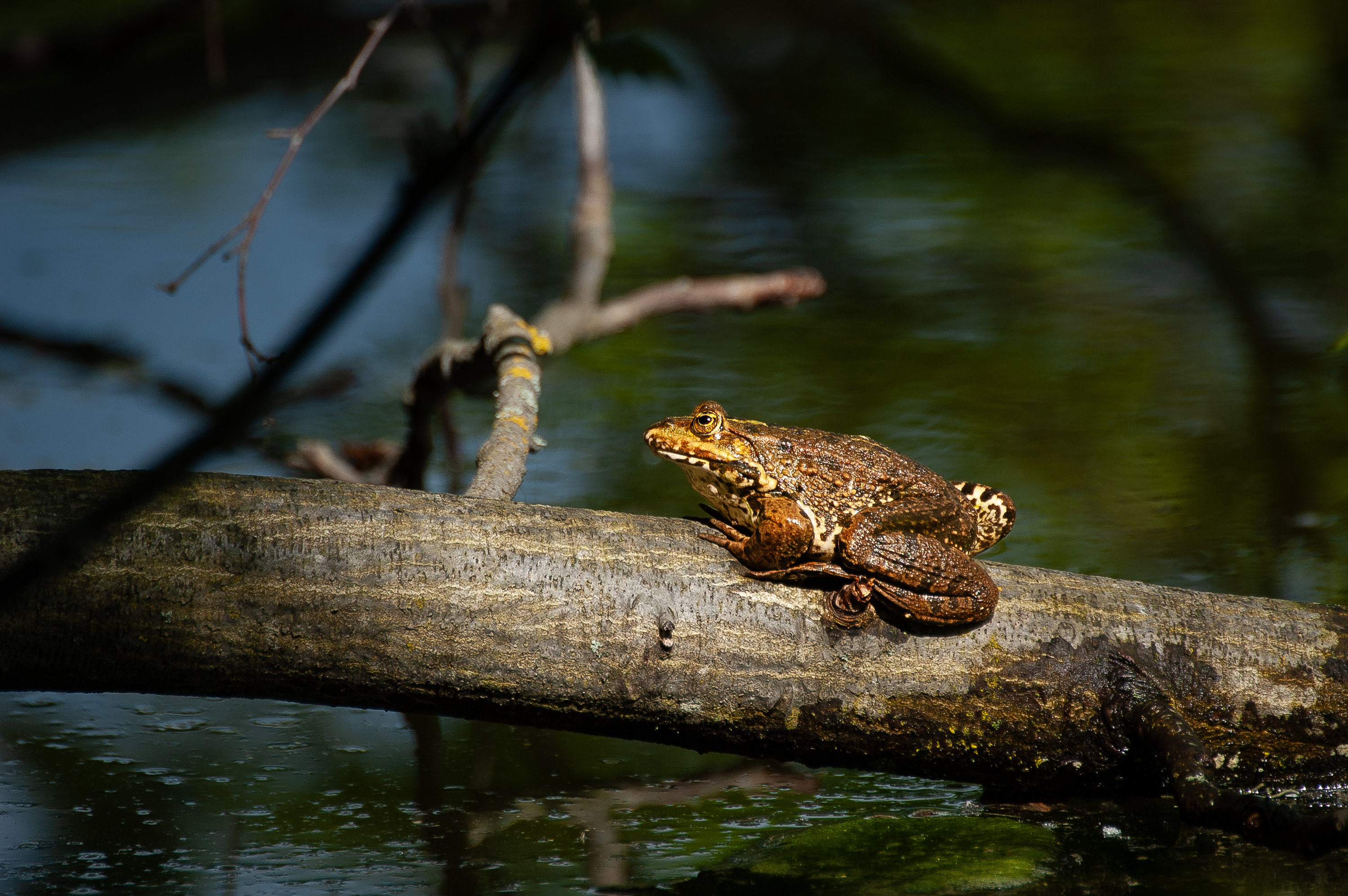 VHS Nymphenburg - 02250